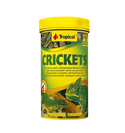 Tropical Crickets - suszone świerszcze