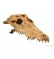Exo-Terra Czaszka Krokodyla Crocodile Skull (PT2856)