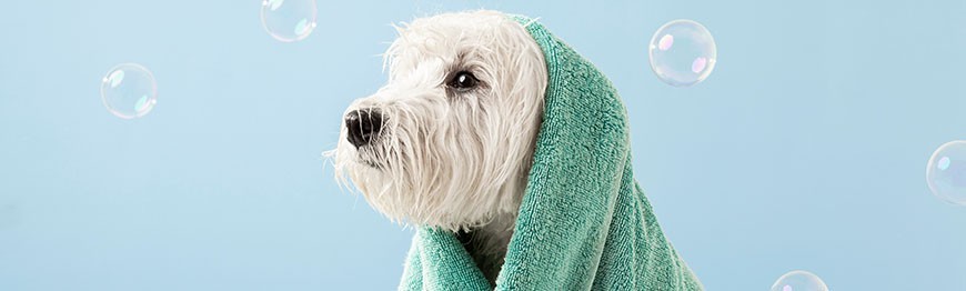 Ręczniki dla psa